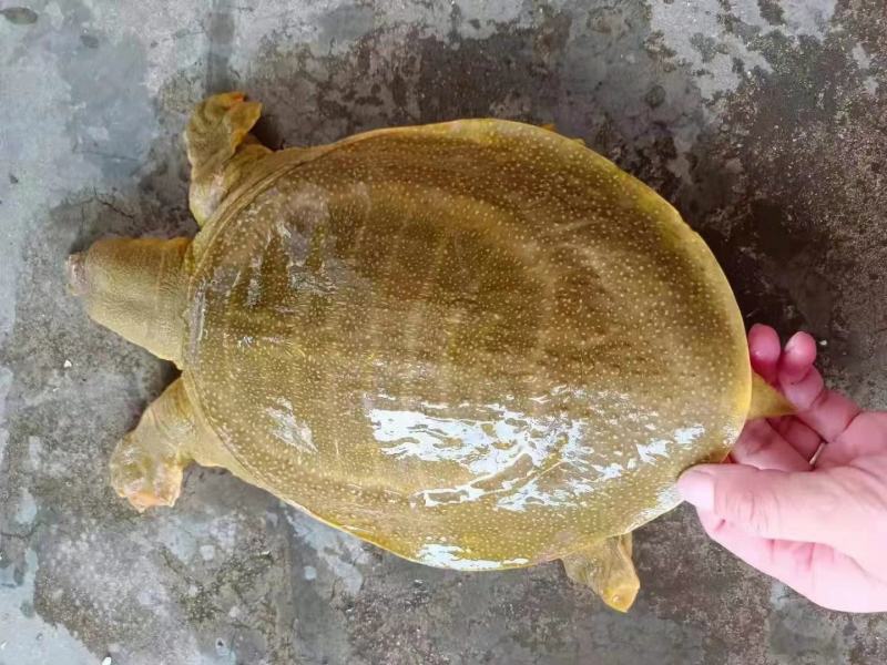外塘小甲鱼老甲鱼批发，卤甲鱼，塘口直发，大小规格都有