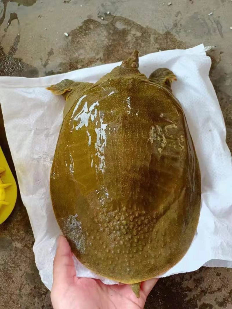 外塘小甲鱼老甲鱼批发，卤甲鱼，塘口直发，大小规格都有