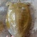 外塘小甲鱼老甲鱼批发，卤甲鱼，塘口直发，大小规格都有