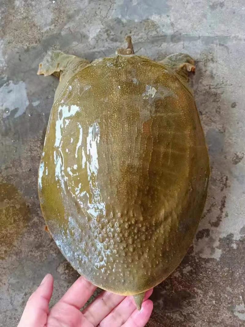 外塘小甲鱼老甲鱼批发，卤甲鱼，塘口直发，大小规格都有