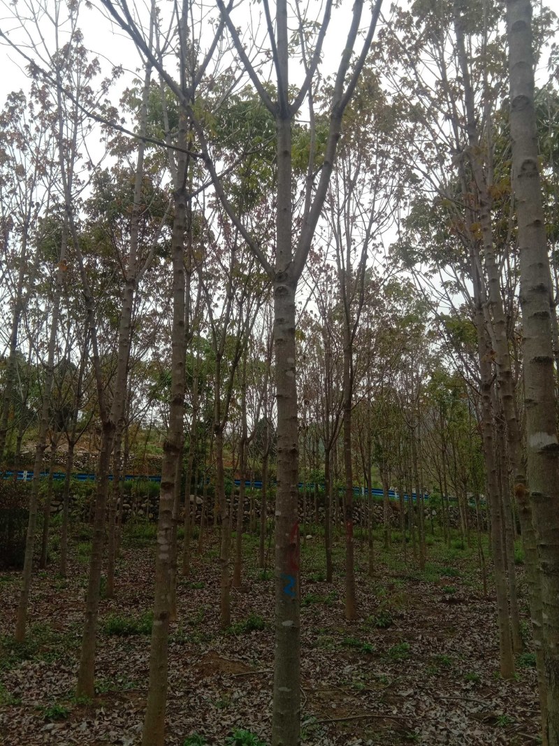 各种规格七叶树