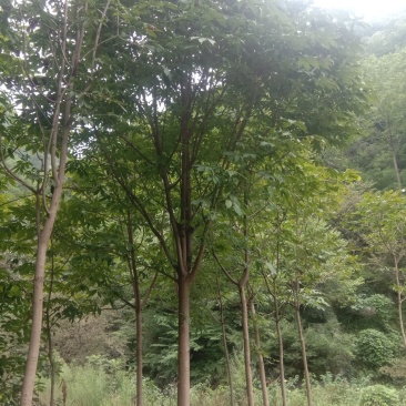 各种规格七叶树