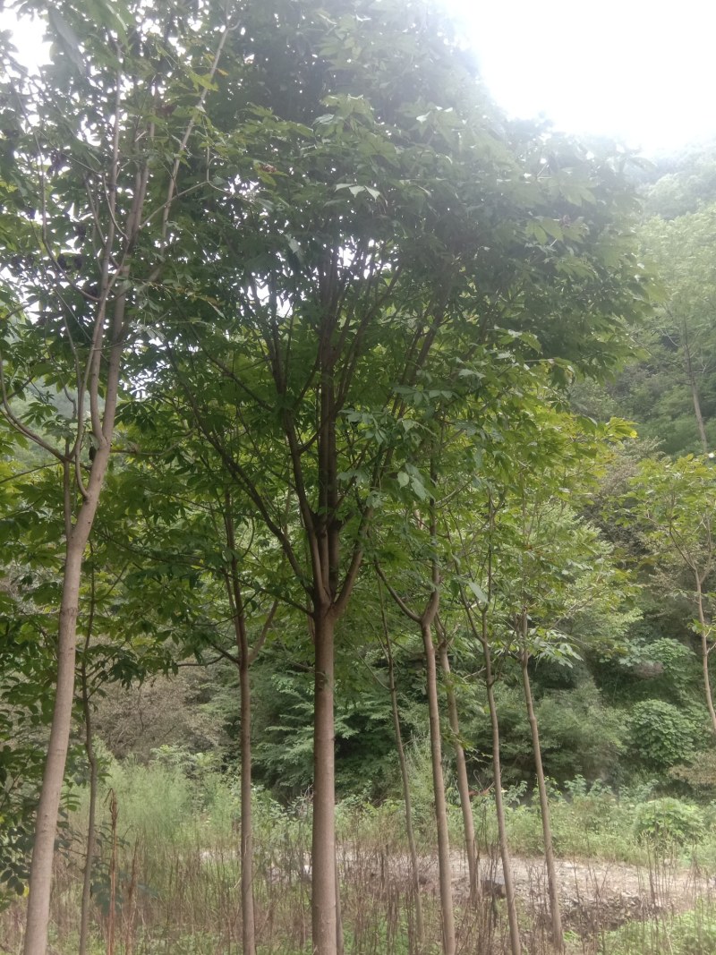 各种规格七叶树