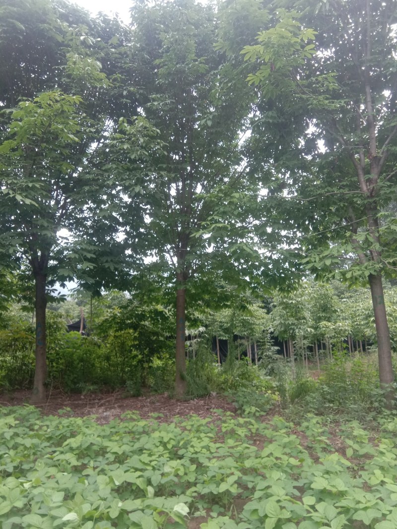 各种规格七叶树