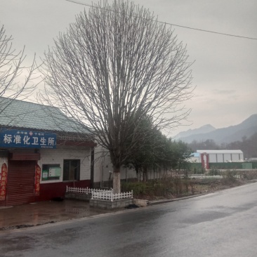 各种规格七叶树