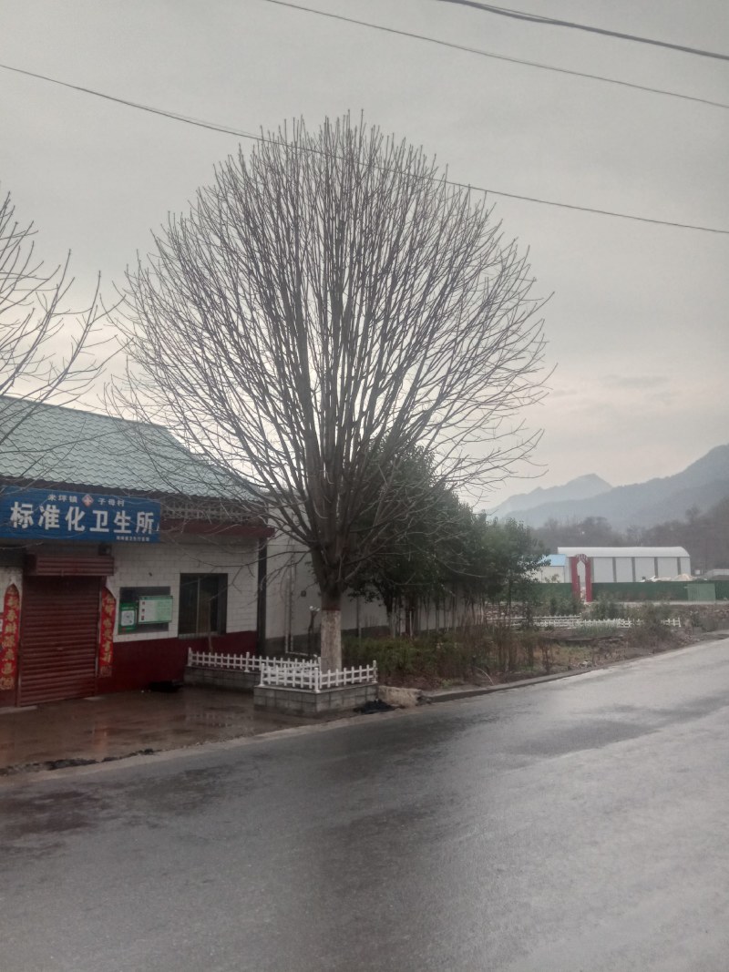 各种规格七叶树