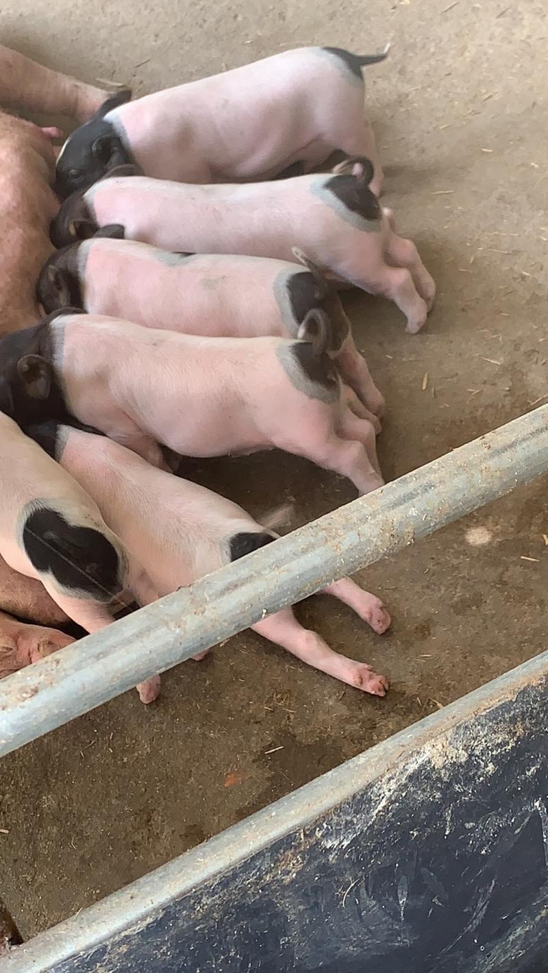 巴马香猪苗散养香猪种猪
