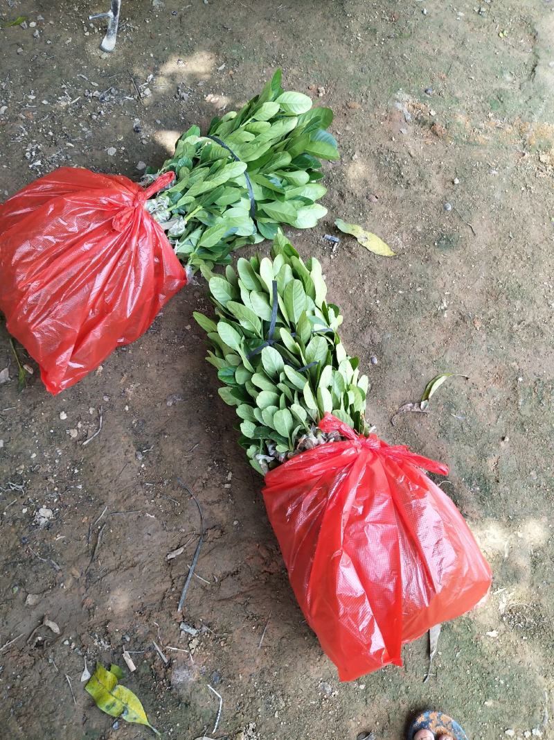 广东四季香水柠檬苗，香气更浓皮薄无籽无苦味