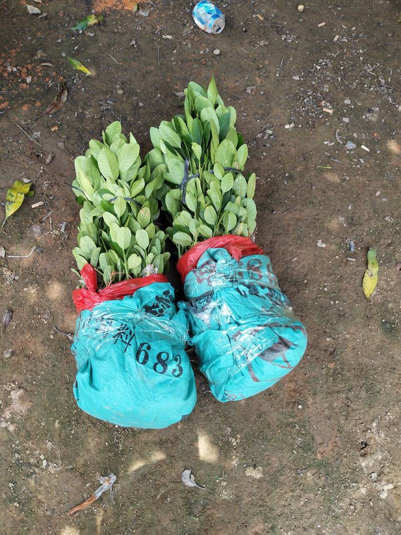 广东四季香水柠檬苗，香气更浓皮薄无籽无苦味