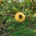 刺梨
