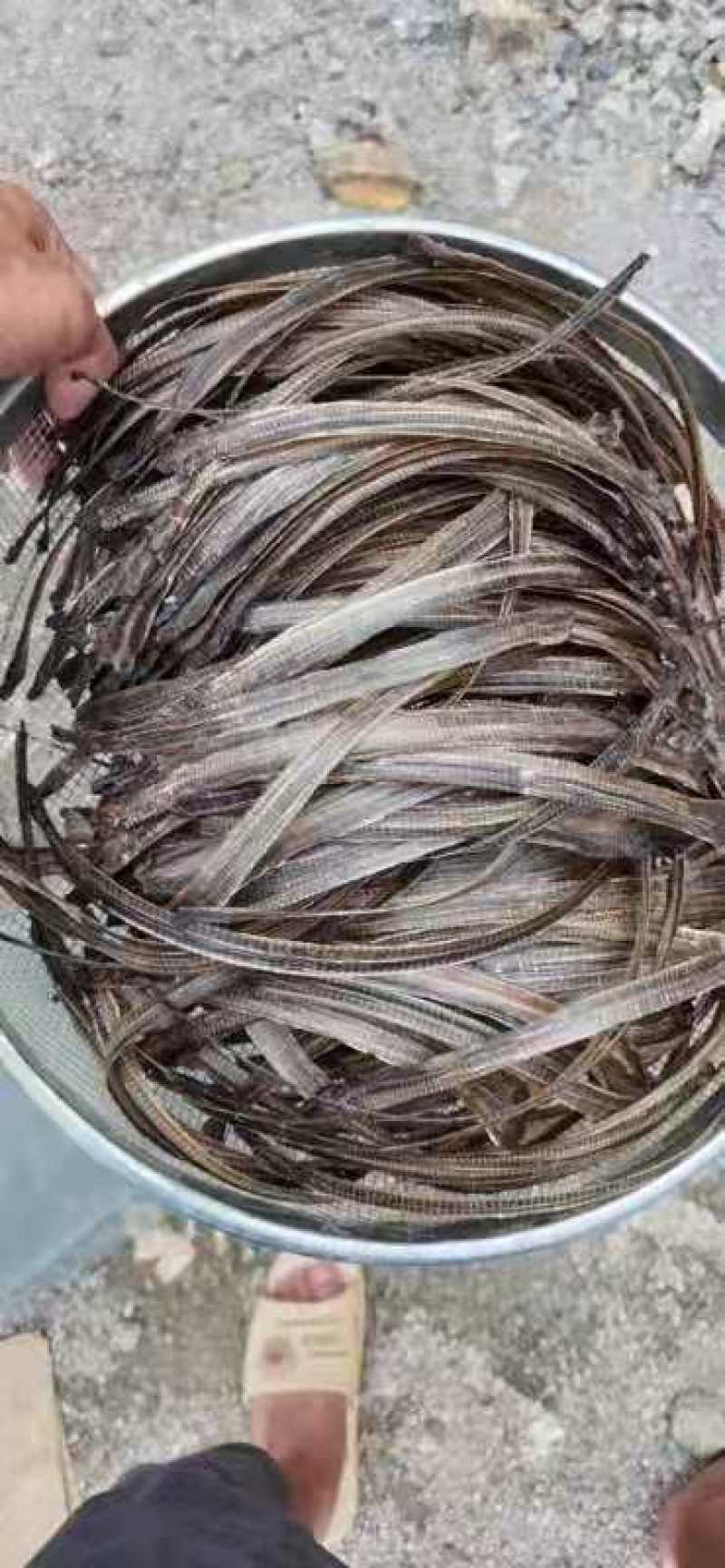广西柳州融水野生地龙全开干货！