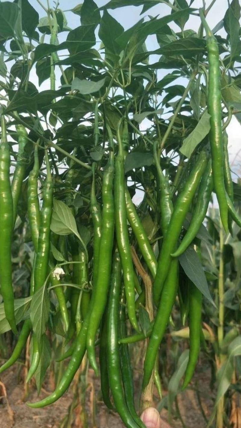 鲜辣椒线椒青辣椒陇上江南辣椒种植基地诚实守信物美价廉