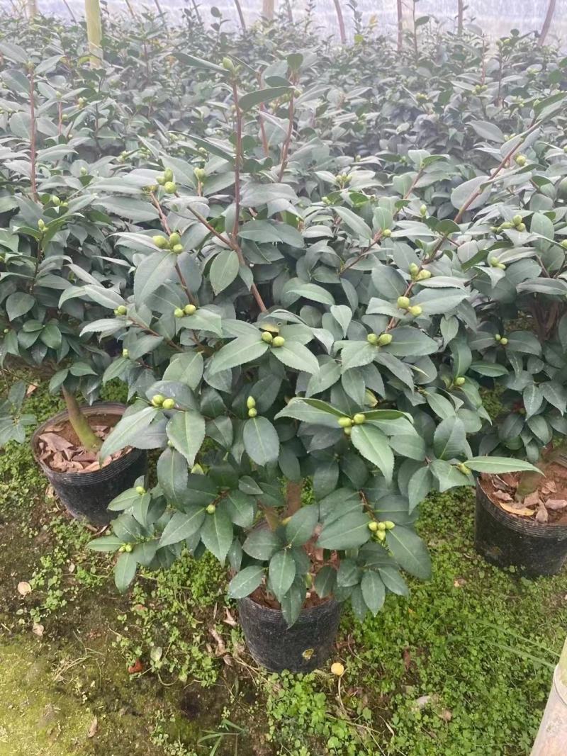 福建花卉绿植苗木绿化基地直销260杯香妃茶花