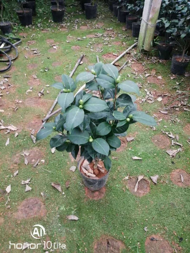 福建花卉绿植苗木绿化基地直销东方亮白色茶花