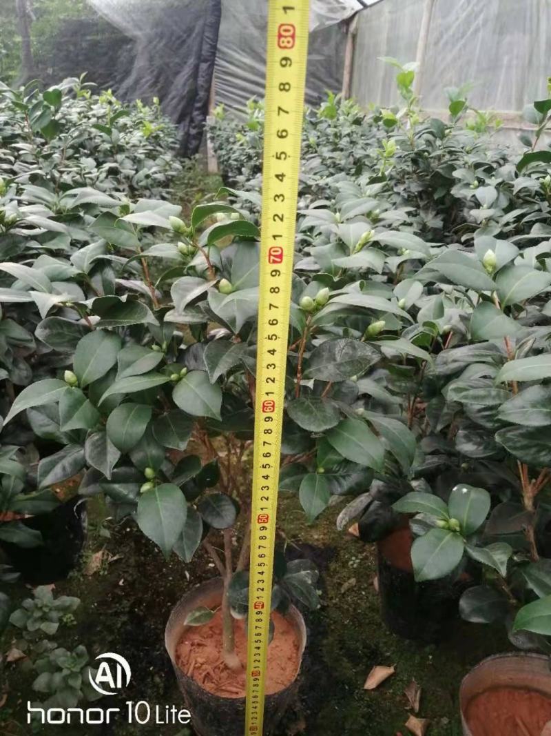 福建花卉绿植苗木绿化基地直销东方亮白色茶花