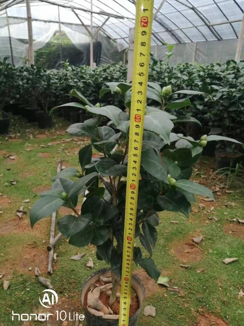 福建花卉绿植苗木绿化基地直销东方亮白色茶花