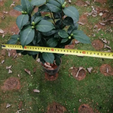 福建花卉绿植苗木绿化基地直销东方亮白色茶花