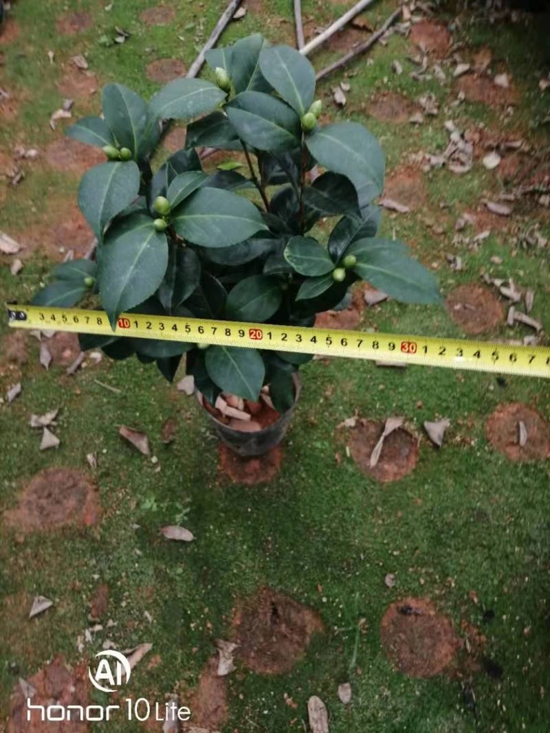 福建花卉绿植苗木绿化基地直销东方亮白色茶花