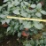 福建花卉绿植苗木绿化基地直销东方亮白色茶花