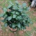 福建花卉绿植苗木绿化基地直销东方亮白色茶花