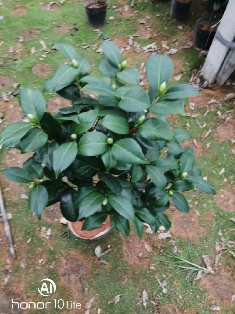 福建花卉绿植苗木绿化基地直销东方亮白色茶花