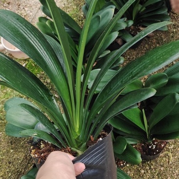 福建花卉绿植苗木绿化基地直销精品君子兰