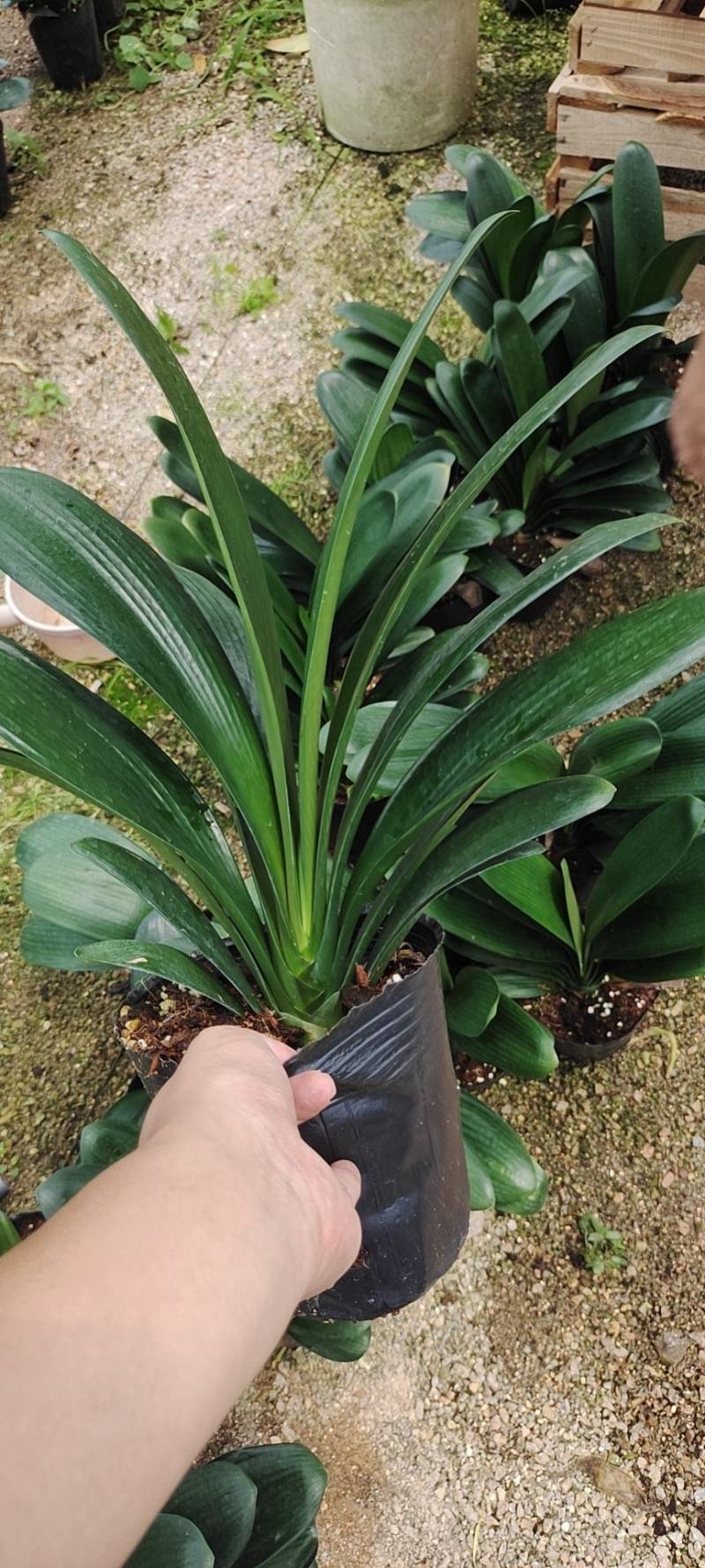 福建花卉绿植苗木绿化基地直销精品君子兰
