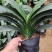 福建花卉绿植苗木绿化基地直销精品君子兰