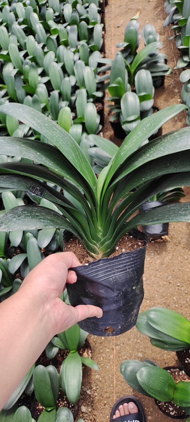福建花卉绿植苗木绿化基地直销精品君子兰