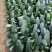 福建花卉绿植苗木绿化基地直销精品君子兰