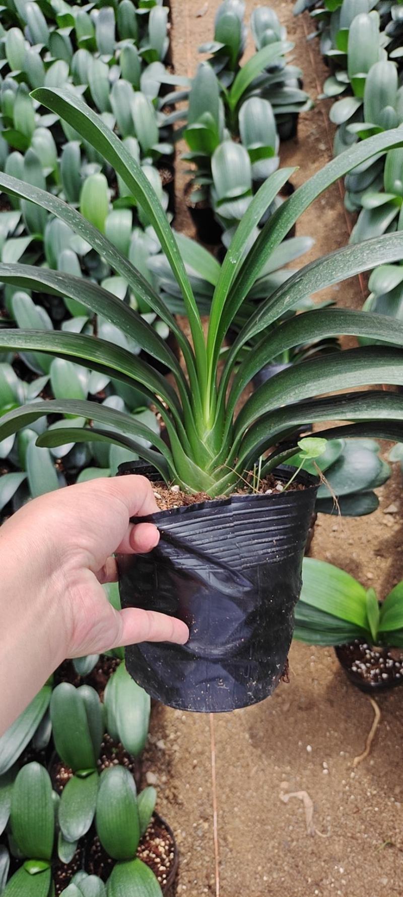 福建花卉绿植苗木绿化基地直销精品君子兰