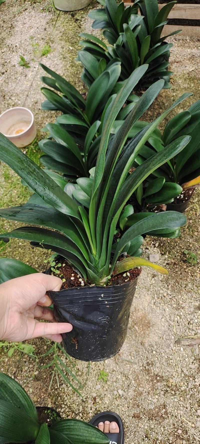 福建花卉绿植苗木绿化基地直销精品君子兰