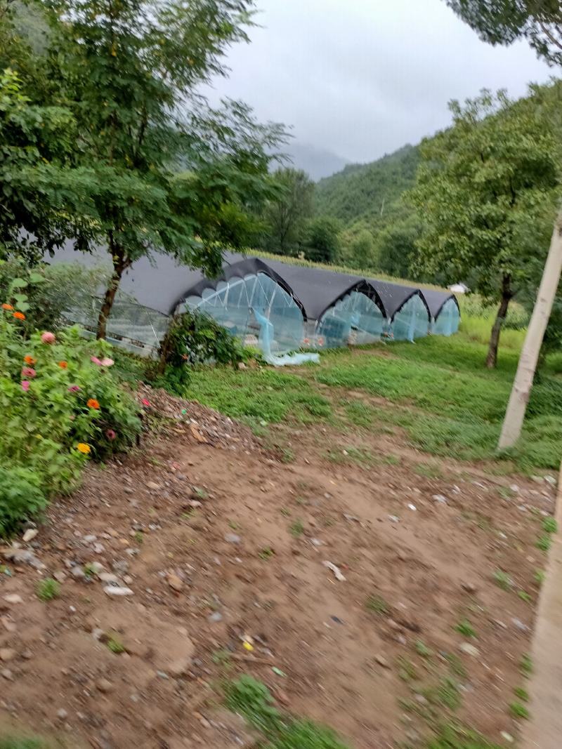 鲜辣椒线椒青辣椒陇上江南辣椒种植基地诚实守信物美价廉