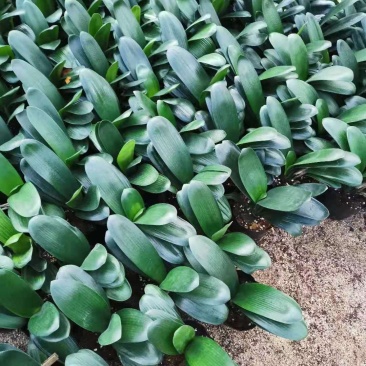 福建花卉绿植苗木绿化基地直销特价君子兰