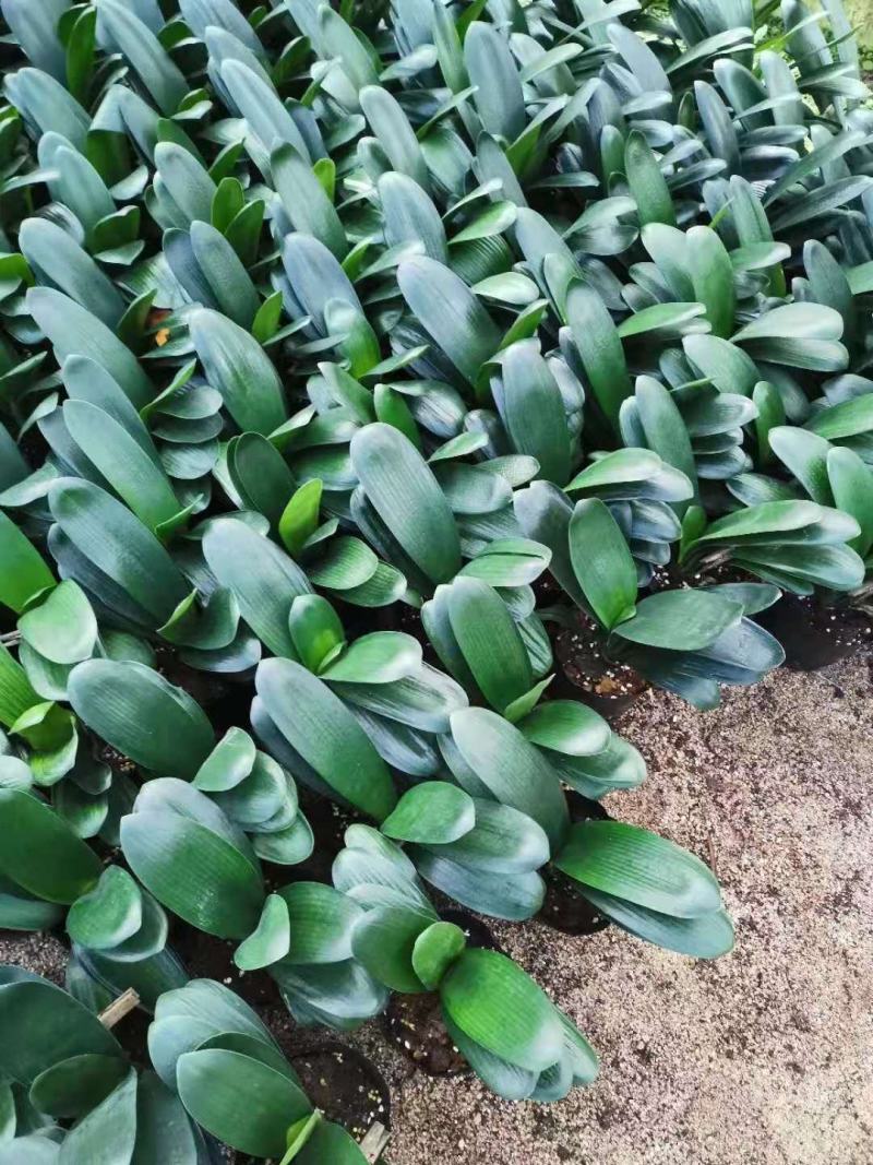 福建花卉绿植苗木绿化基地直销特价君子兰
