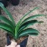福建花卉绿植苗木绿化基地直销特价君子兰