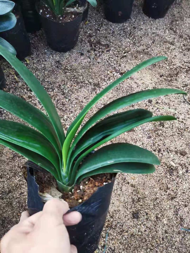 福建花卉绿植苗木绿化基地直销特价君子兰