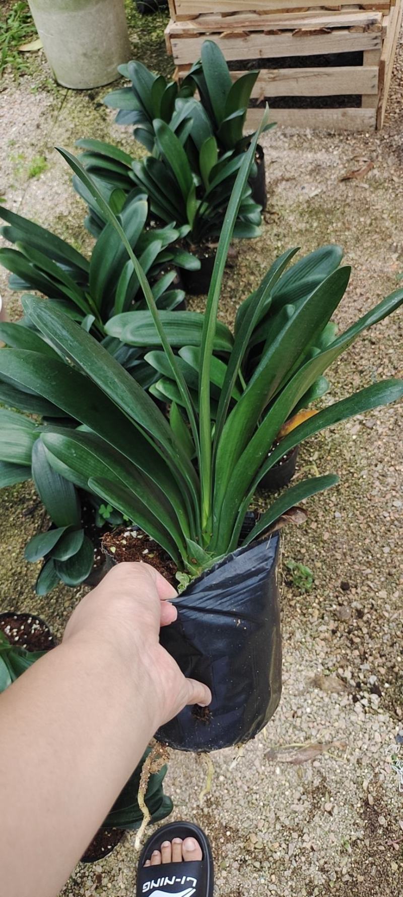 福建花卉绿植苗木绿化基地直销特价君子兰