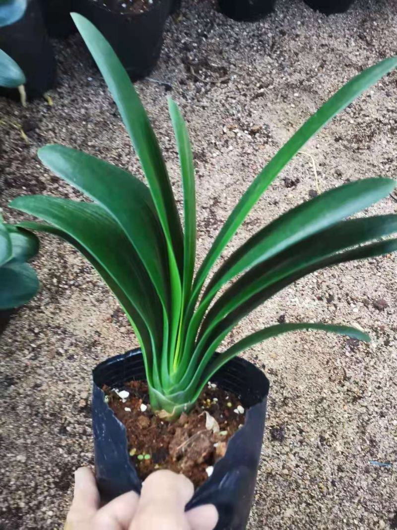 福建花卉绿植苗木绿化基地直销特价君子兰