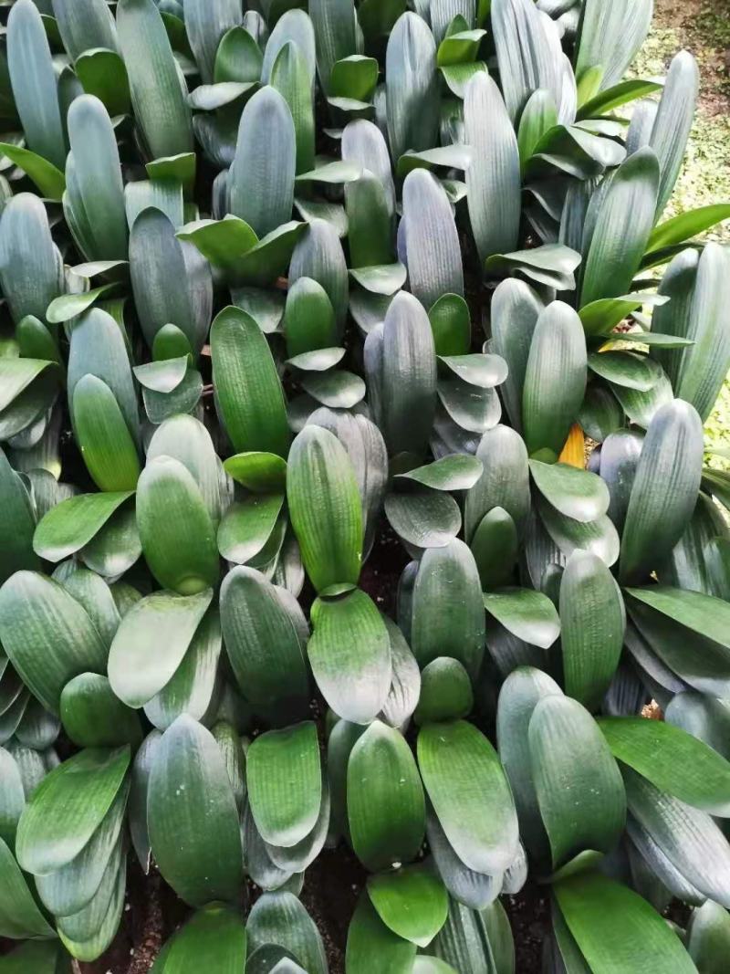 福建花卉绿植苗木绿化基地直销特价君子兰