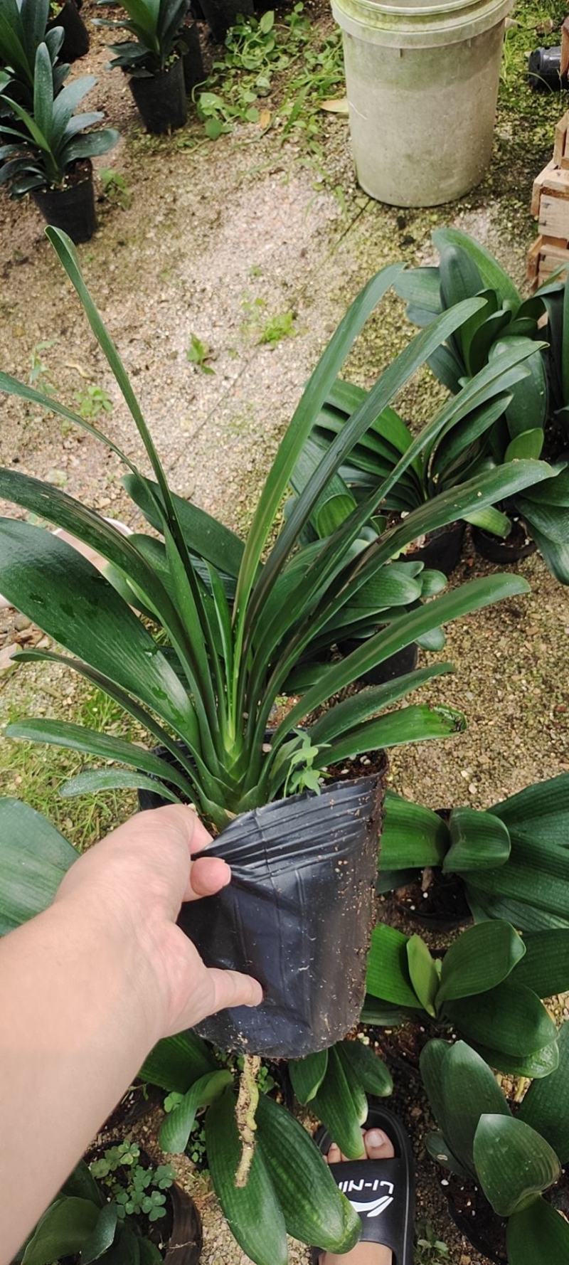 福建花卉绿植苗木绿化基地直销特价君子兰