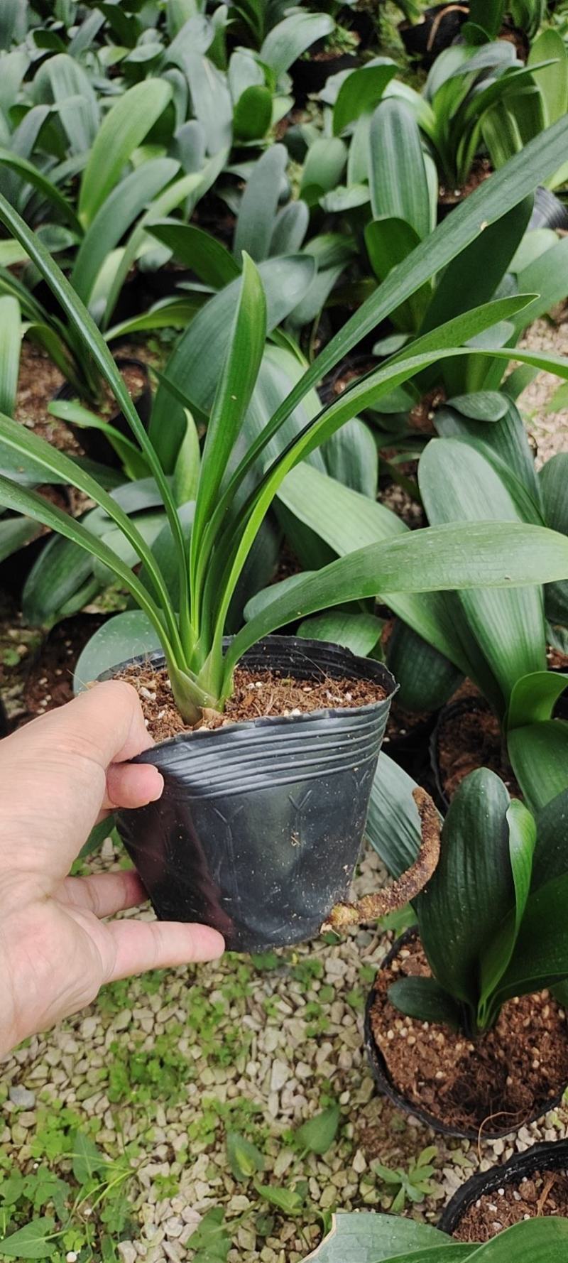 福建花卉绿植苗木绿化基地直销130杯特价君子兰