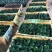 福建花卉绿植苗木绿化基地直销130杯特价君子兰