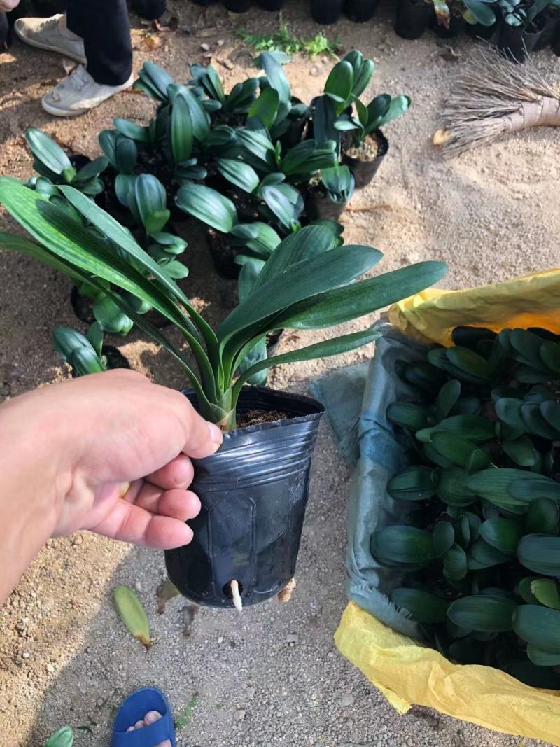 福建花卉绿植苗木绿化基地直销130杯特价君子兰