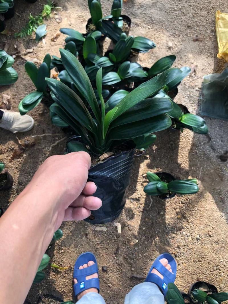 福建花卉绿植苗木绿化基地直销130杯特价君子兰