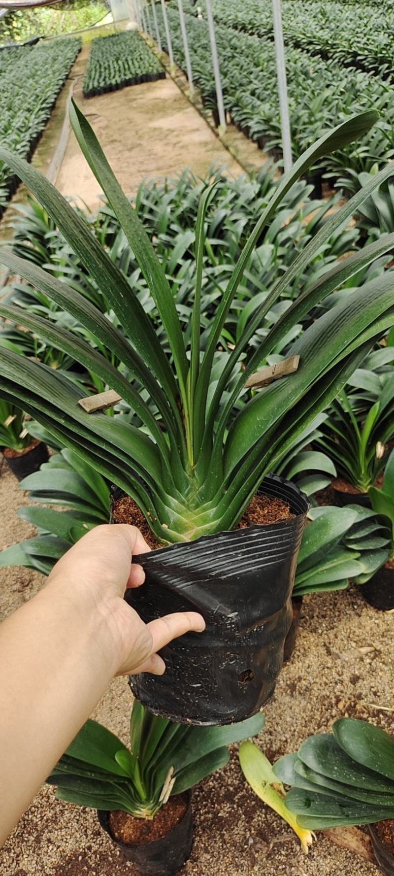 福建花卉绿植苗木绿化基地直销180杯精品君子兰