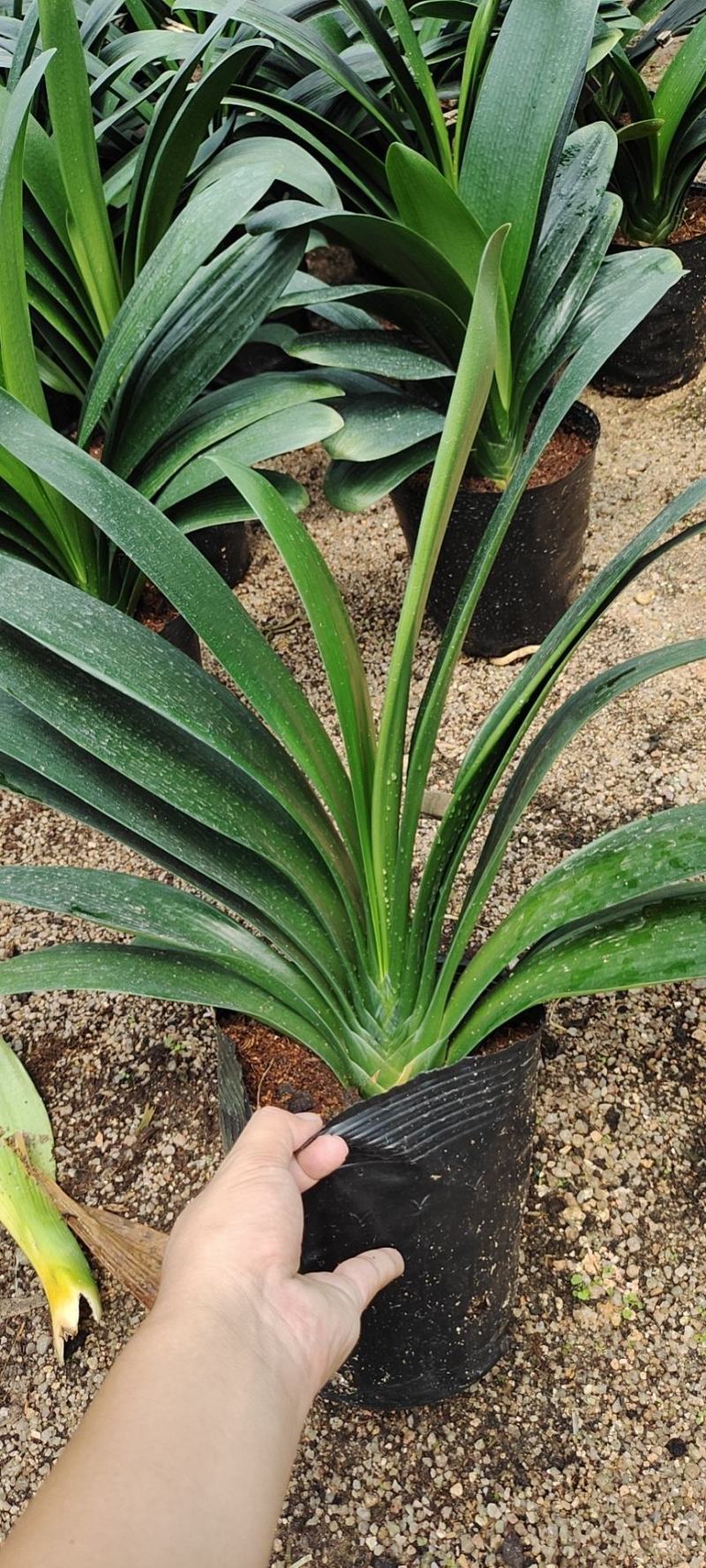 福建花卉绿植苗木绿化基地直销180杯精品君子兰