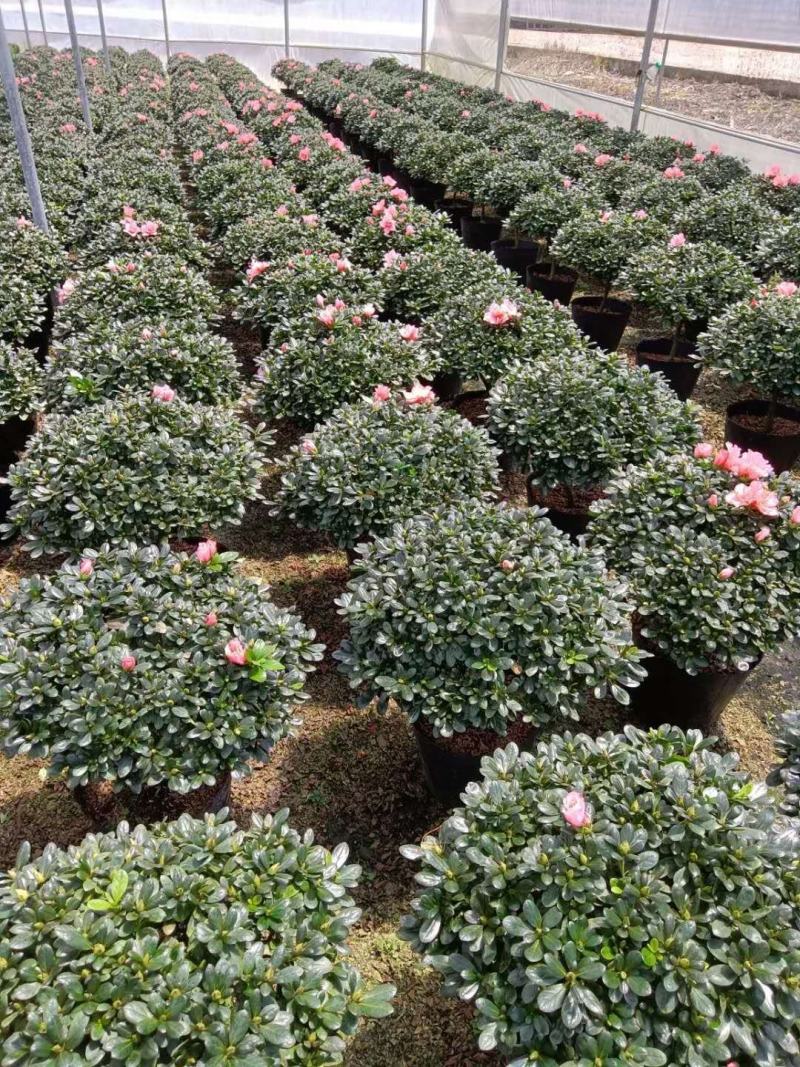 福建花卉绿植苗木绿化基地直销260杯西洋杜鹃杨梅红樱桃红