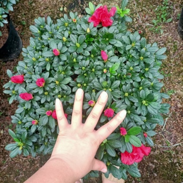 福建花卉绿植苗木绿化基地直销260杯西洋杜鹃杨梅红樱桃红