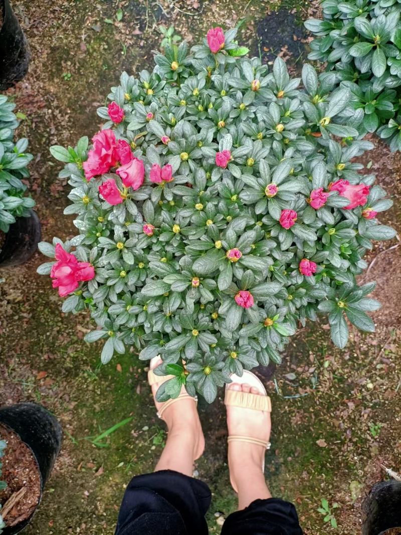 福建花卉绿植苗木绿化基地直销260杯西洋杜鹃杨梅红樱桃红